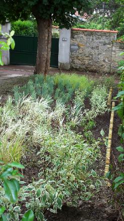 Un parterre de graminées